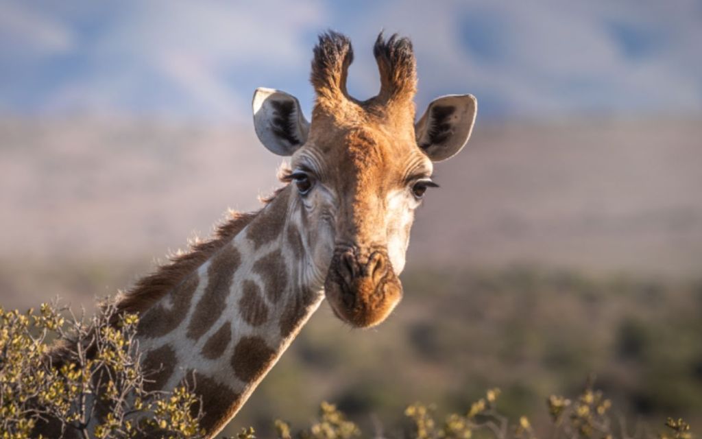 Atrações com animais