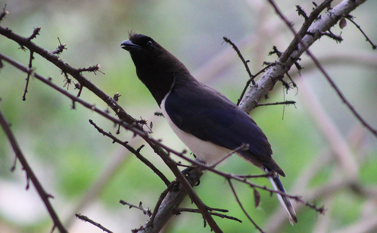 Gralha-do-campo Belo Horizonte