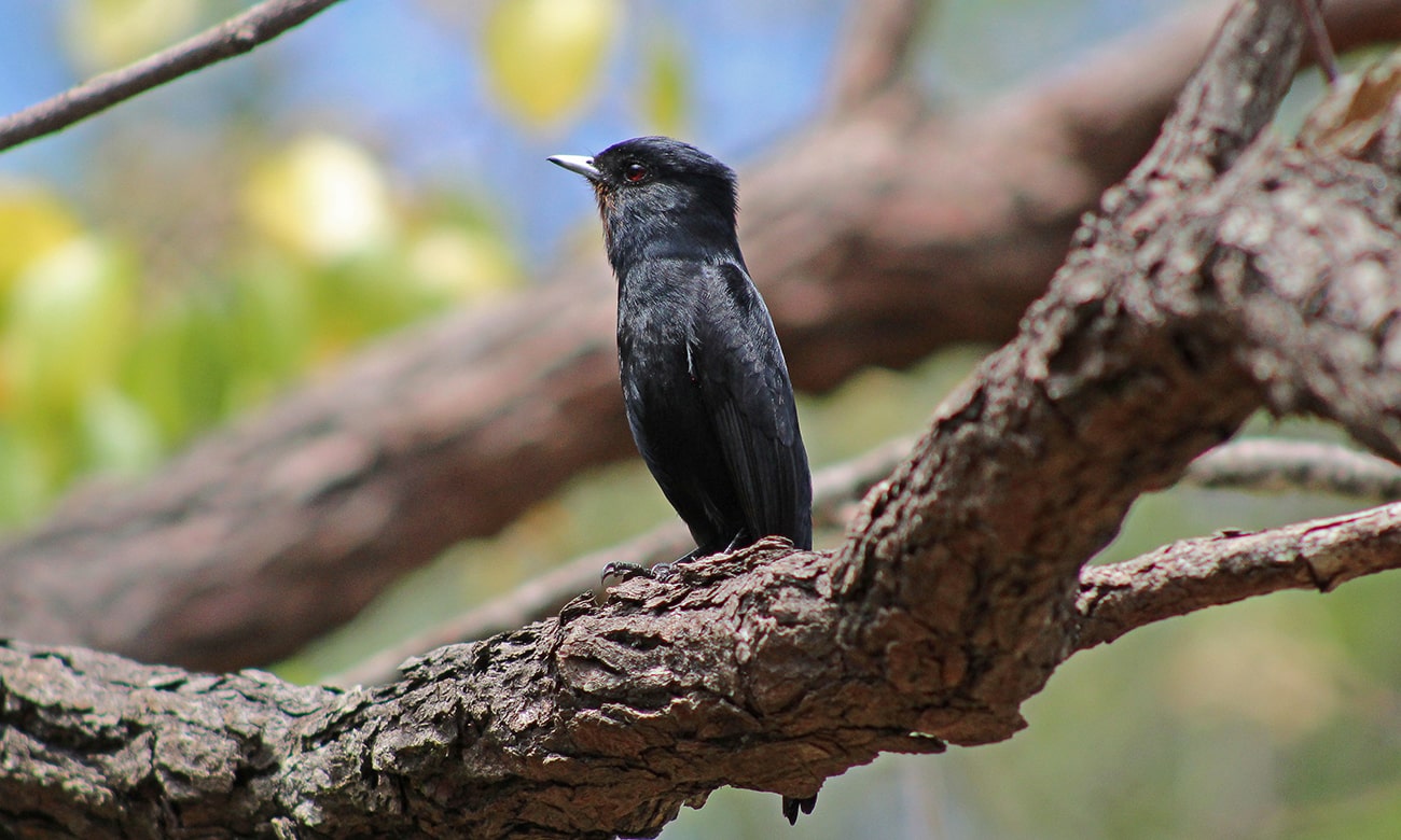 Maria-preta-de-garganta-vermelha Belo Horizonte