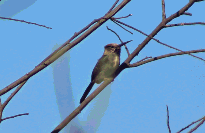 Cuitelão ave ameaçada extinção