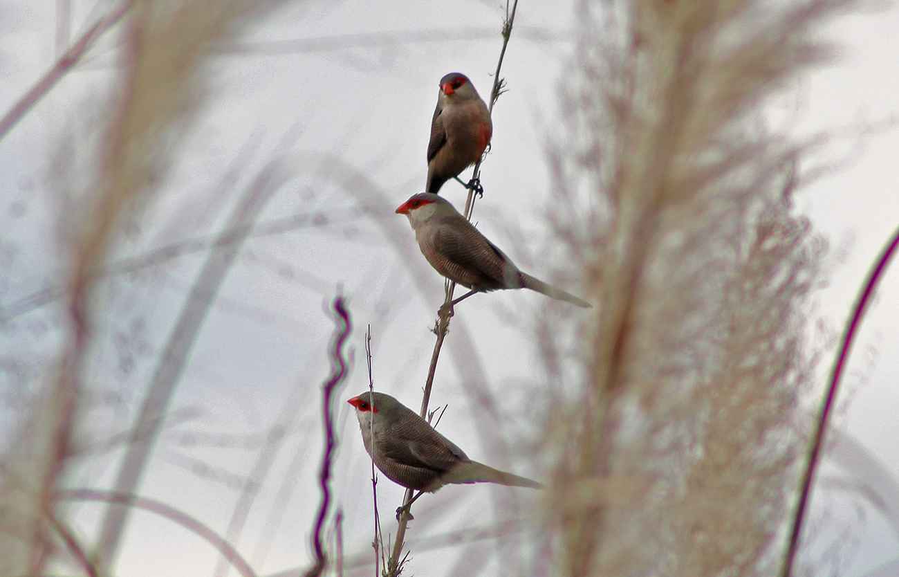 Bico-de-lacre Belo Horizonte