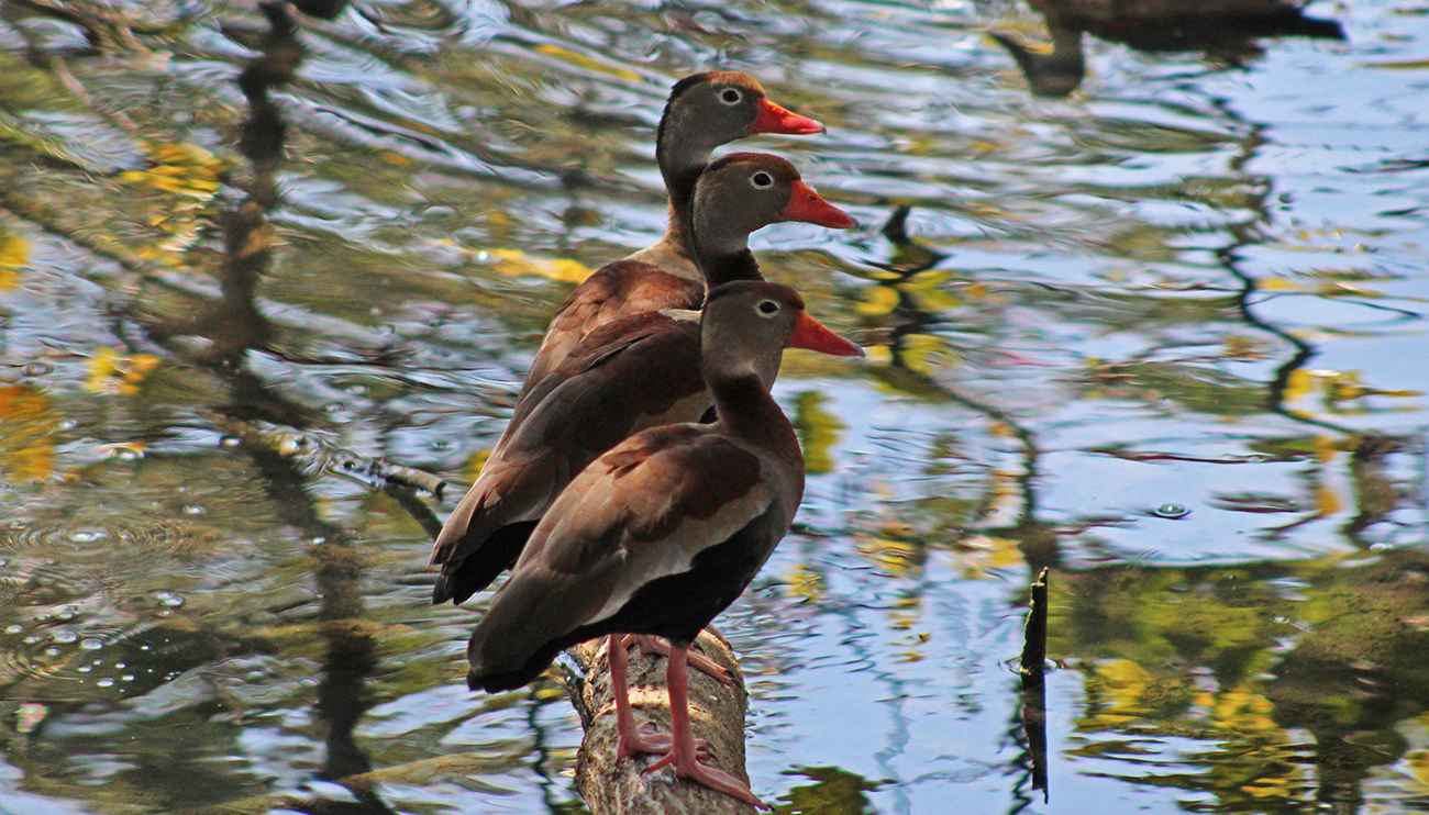 Marreca-cabocla Belo Horizonte
