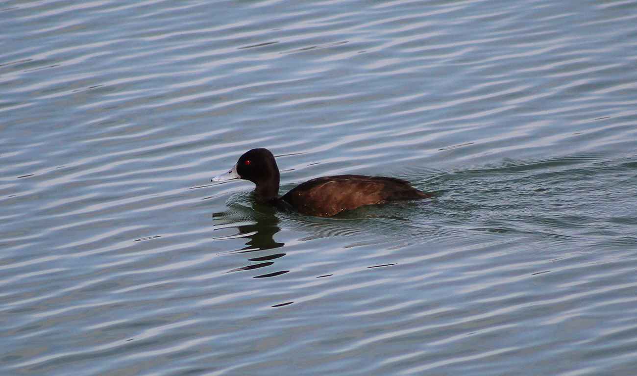 Paturi-preta Belo Horizonte