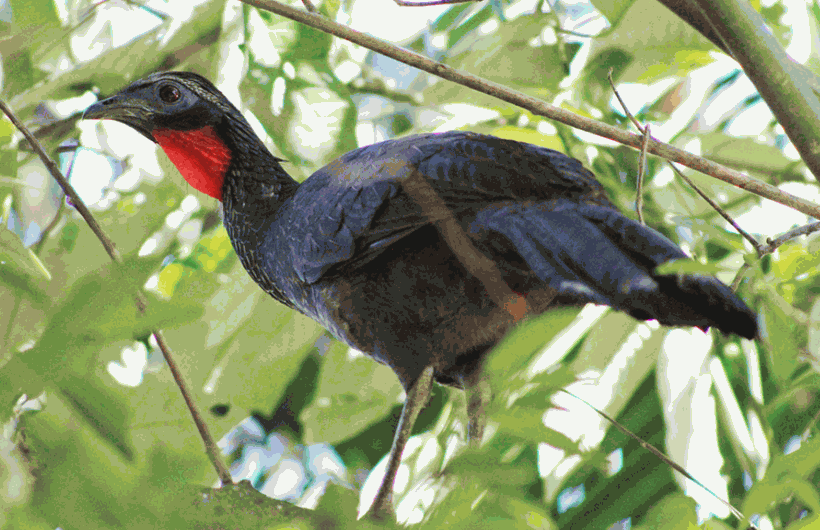Jacupemba em Londrina