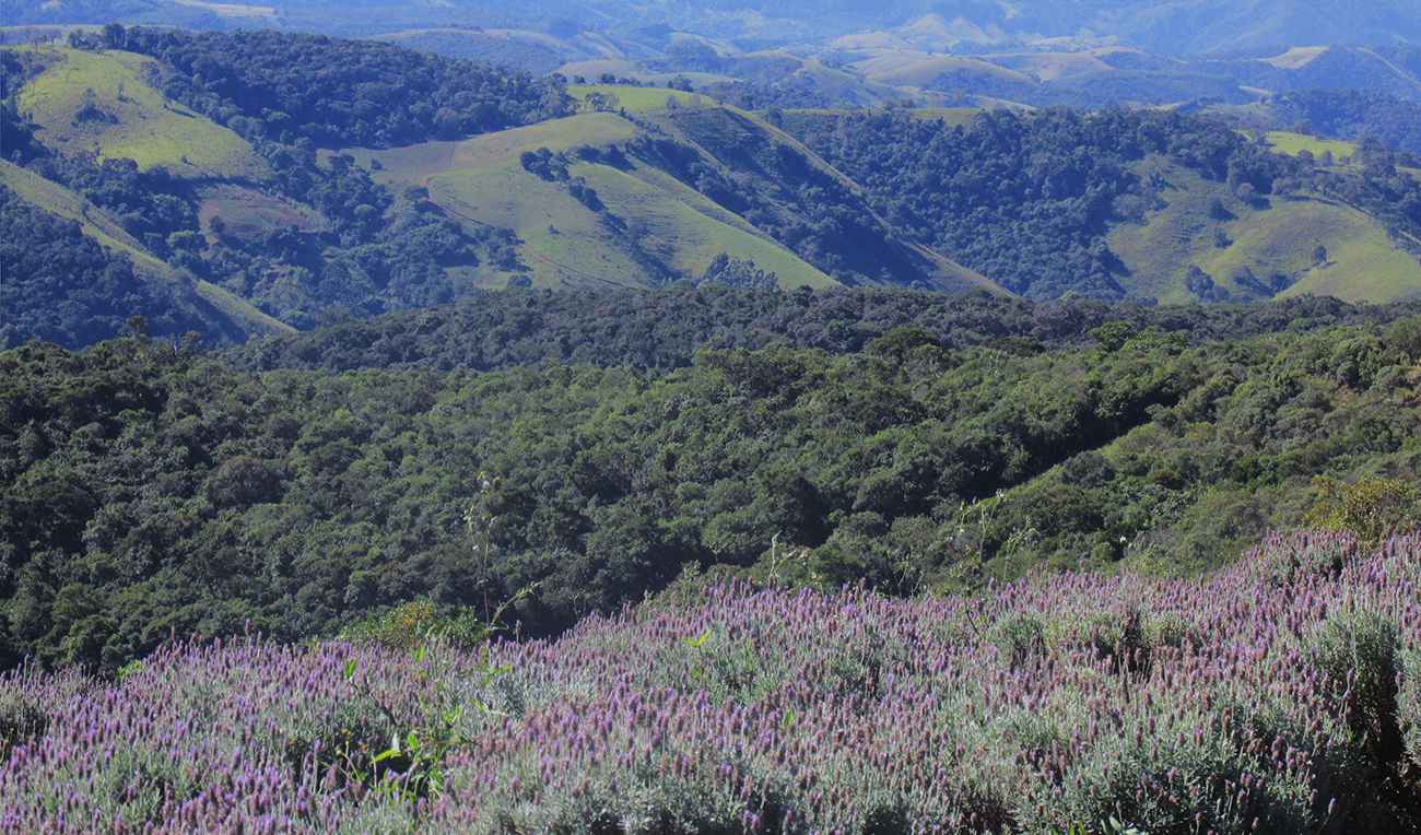 Lavandário em Cunha