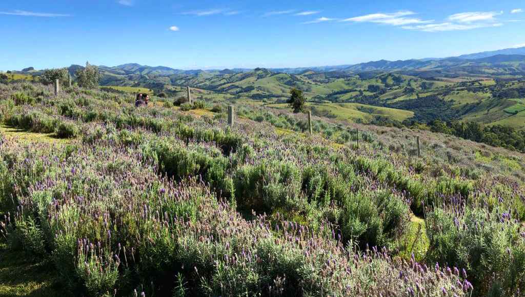 Lavandário em Cunha