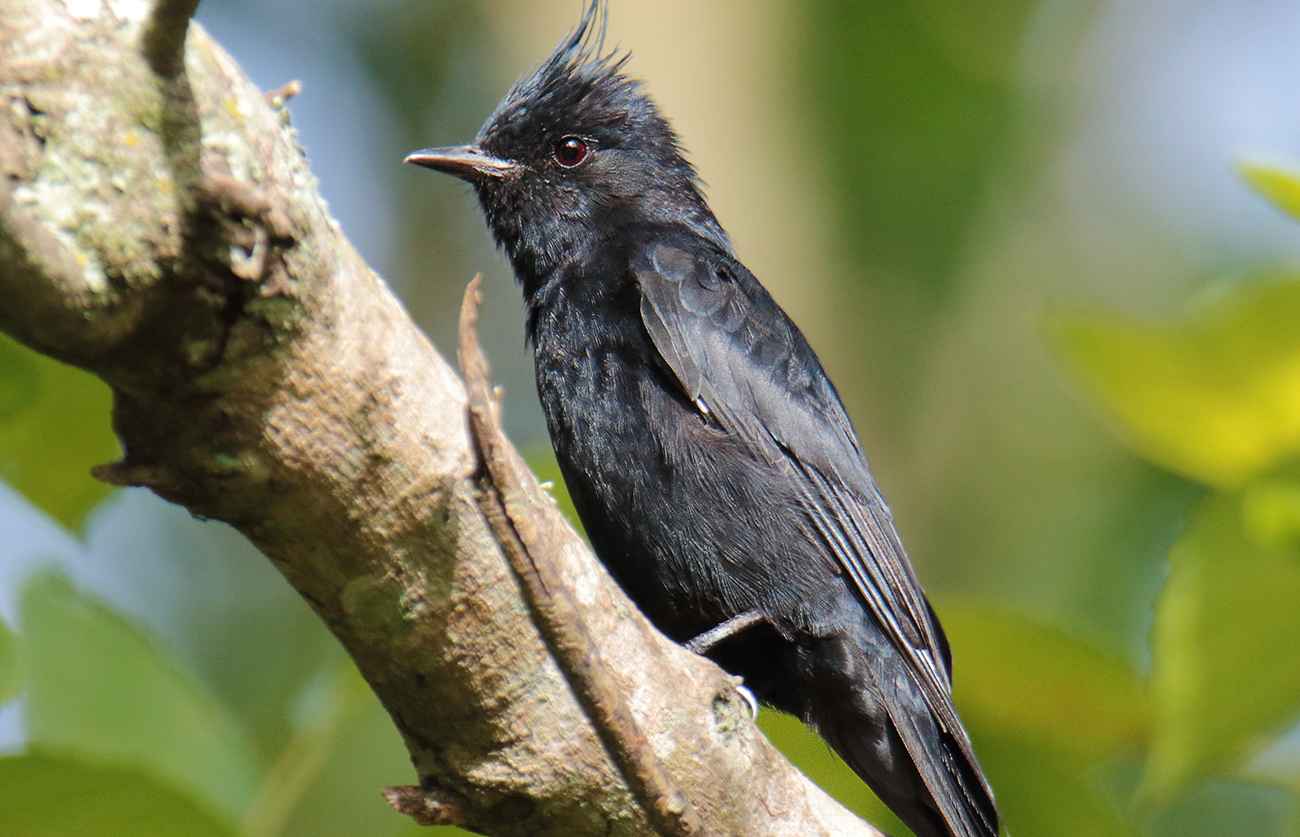 Maria-preta-de-penacho