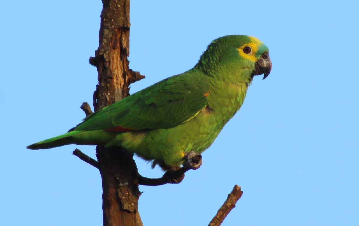 Papagaio-verdadeiro