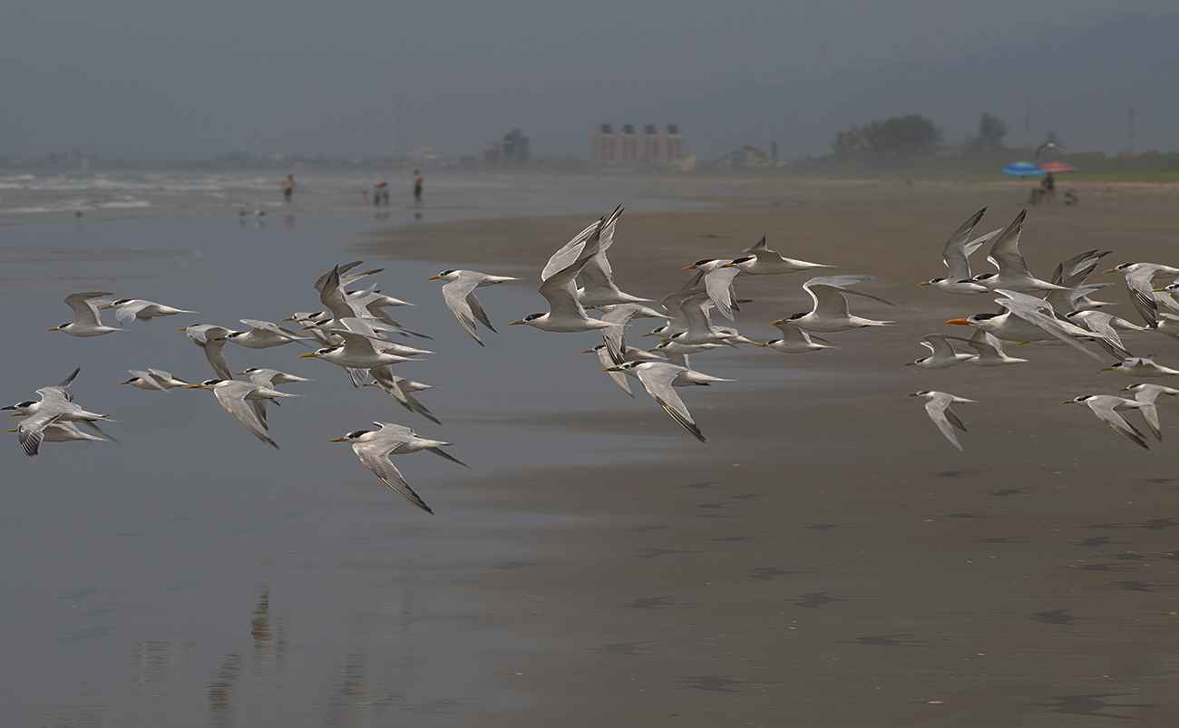 passarinhando no litoral do Paraná
