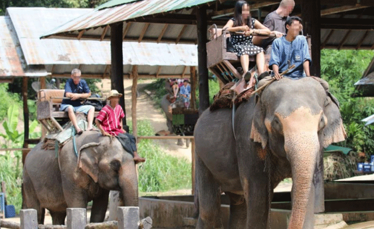 Passeio em elefantes na Tailândia