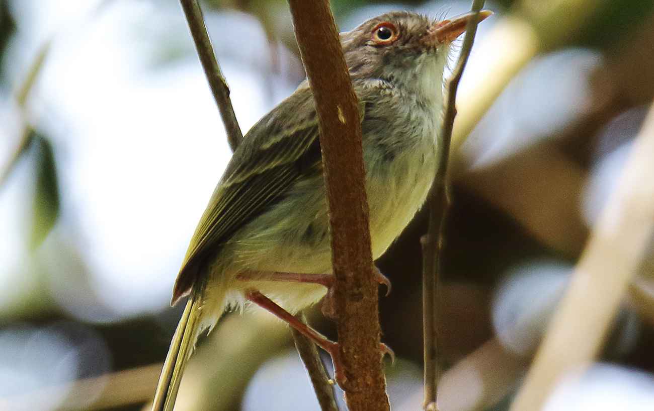 Sebinho-de-olho-de-ouro