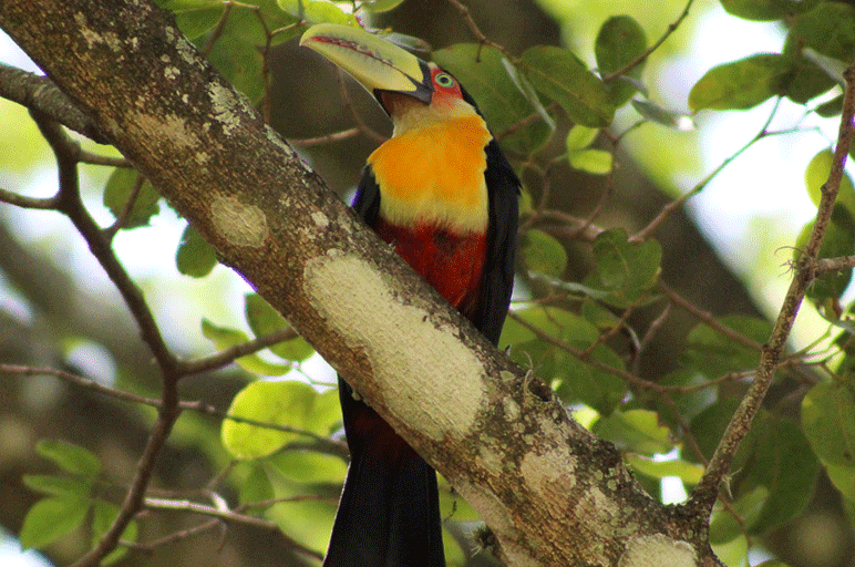 Tucano-de-bico-verde em Londrina