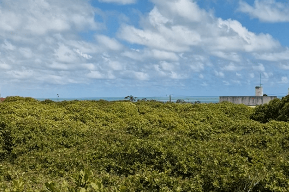 Maior cajueiro do mundo: saiba mais sobre o&nbsp;passeio